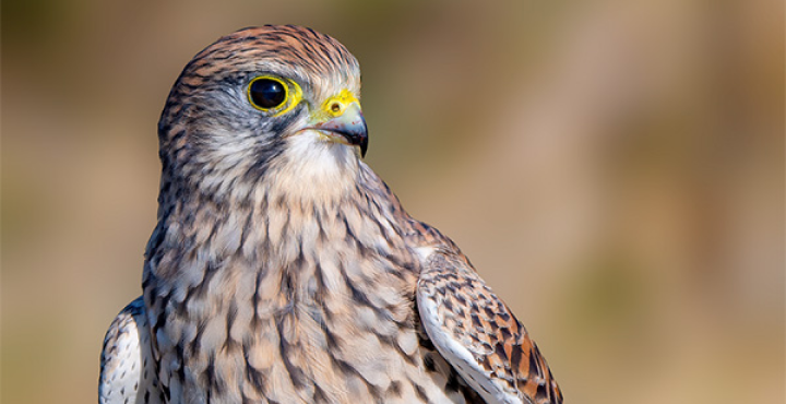 Kestrel at Rotterdam operations