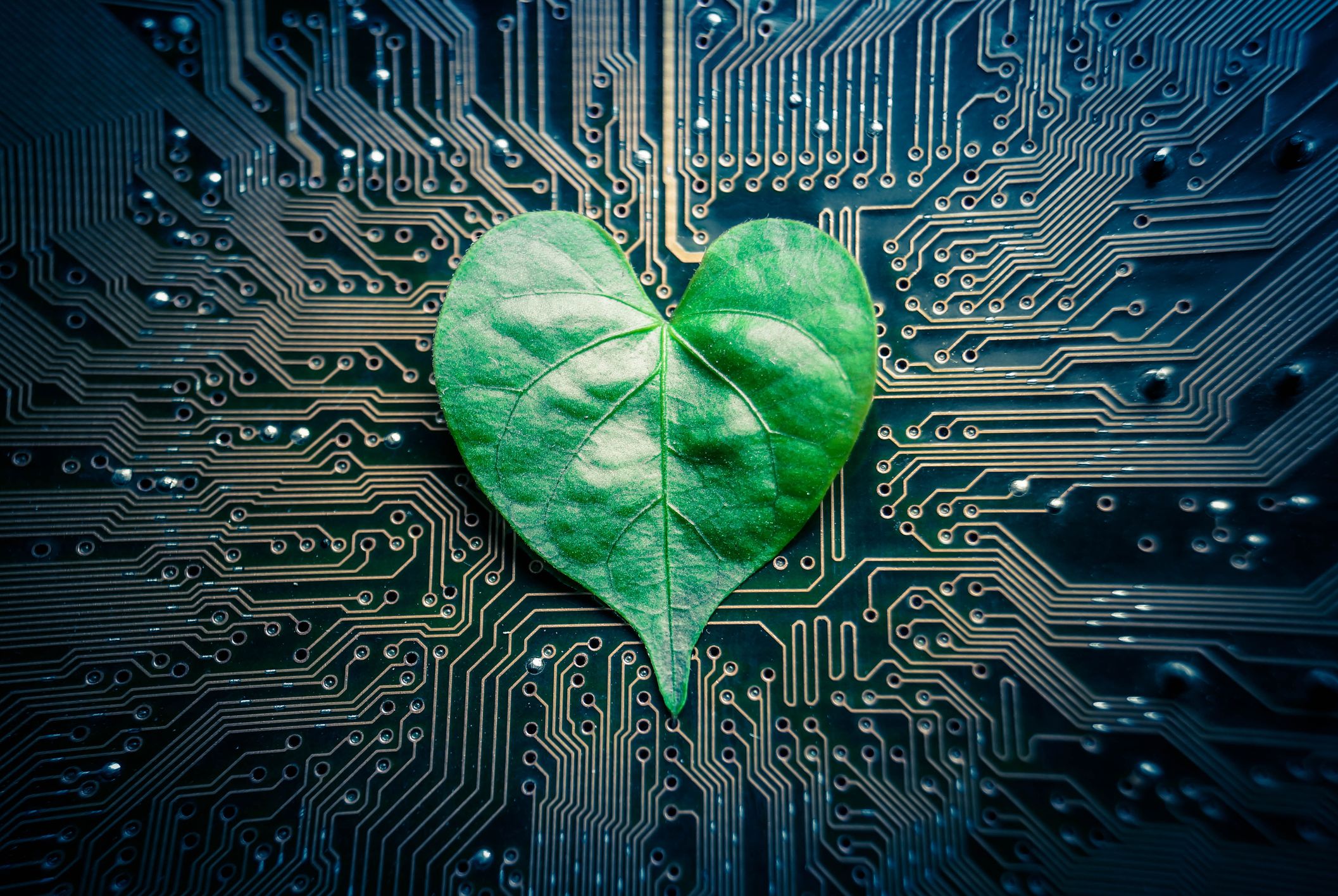 Green leaf on top of circuit board