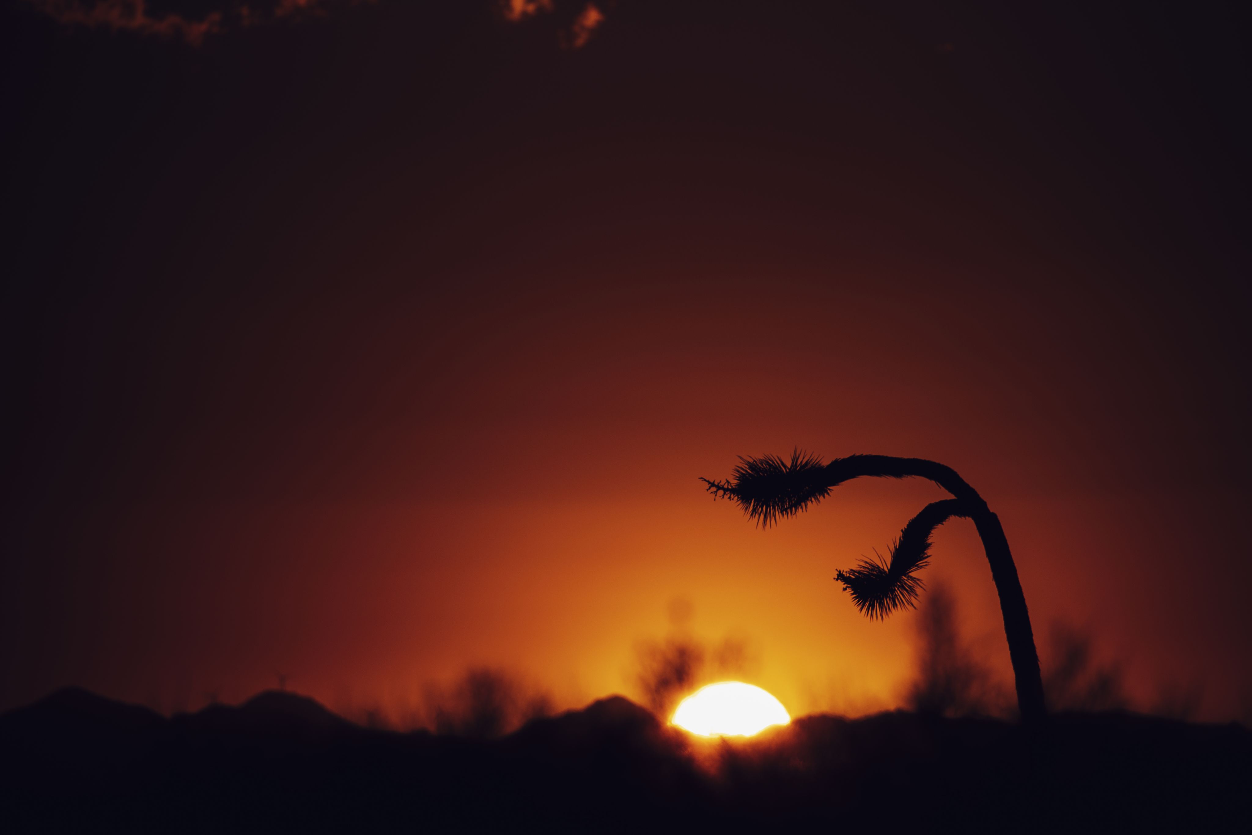 Boron desert at sunset with Joshua tree in the foreground