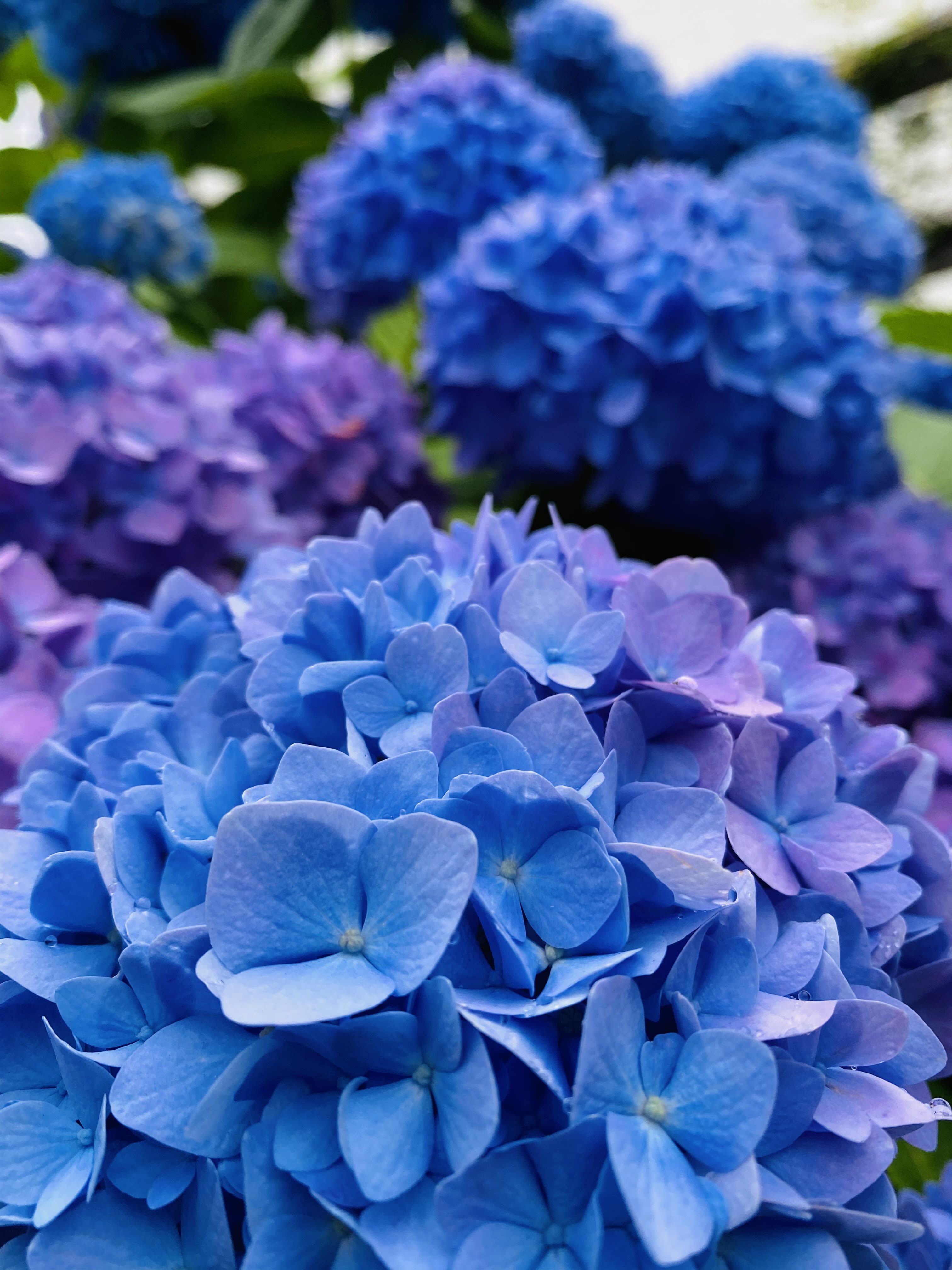 Close up of purple and blue hydrangeas in a garden