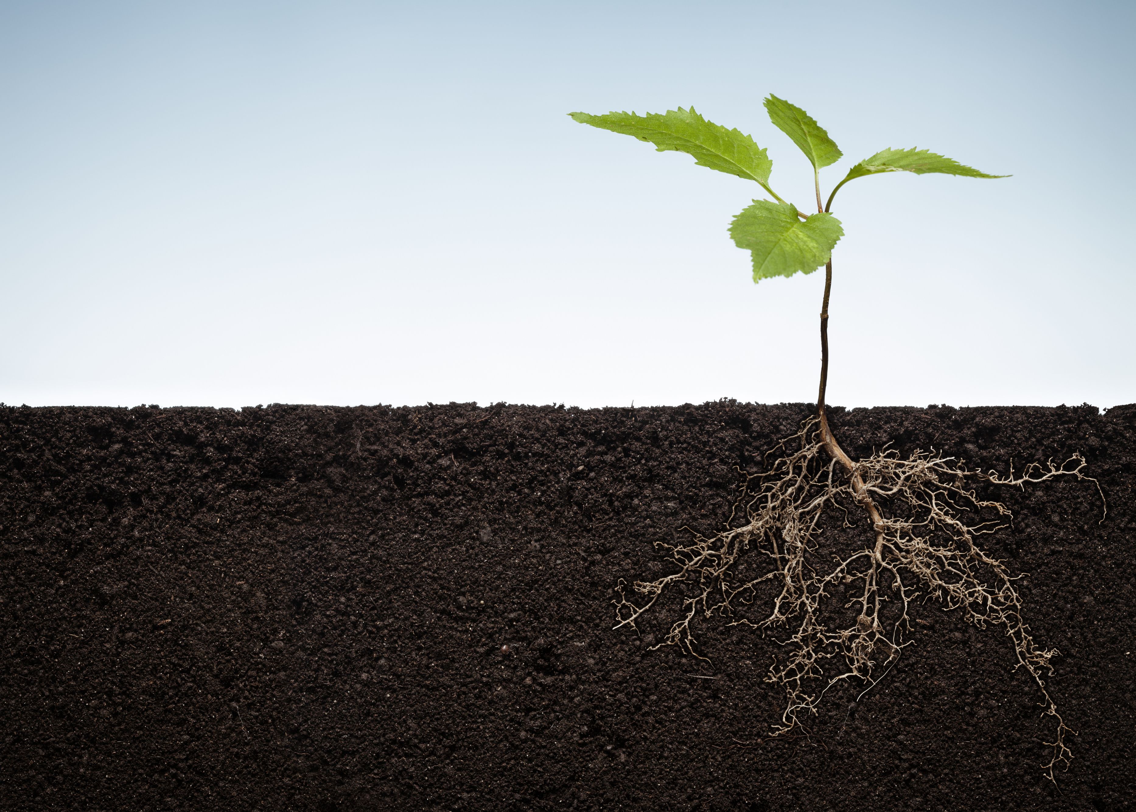 Cut away of plant growing in ground so you can see the roots