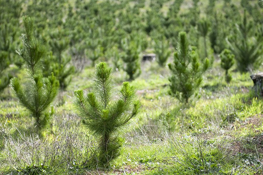 Trees growing in rows on a tree farm