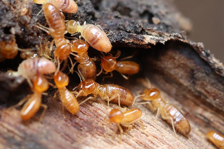 Termites munching on wood